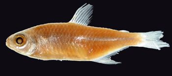 Media type: image; Ichthyology 20843